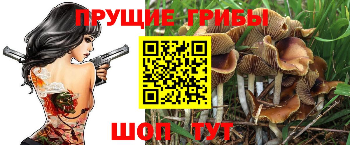 Галлюциногенные грибы Psilocybe Норильск